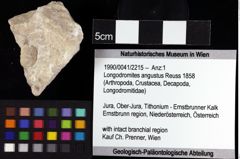 Foto (Objket + Etiketten) von Longodromites angustus (Reuss 1858) 